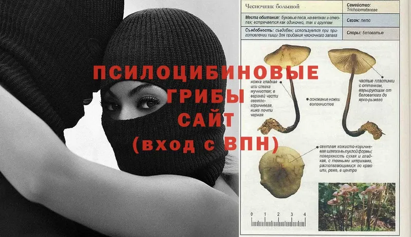 Псилоцибиновые грибы MAGIC MUSHROOMS  наркота  Гаджиево 